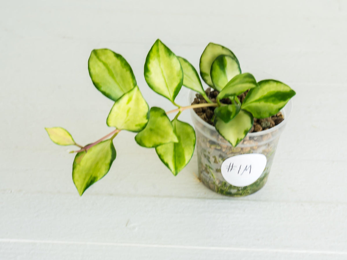 Hoya heuschkeliana (Inner Variegated) | 2-Inch