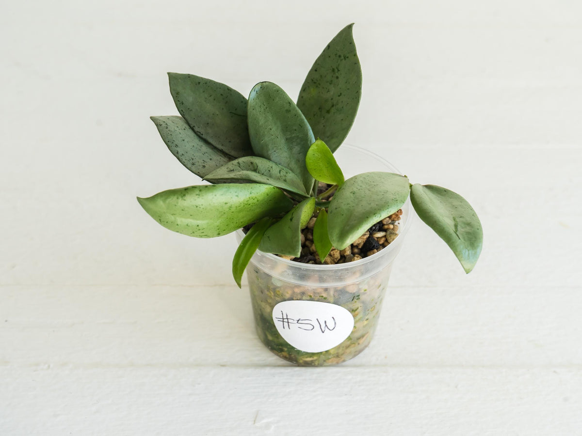 Hoya lacunosa 'Silver Mint Coin'