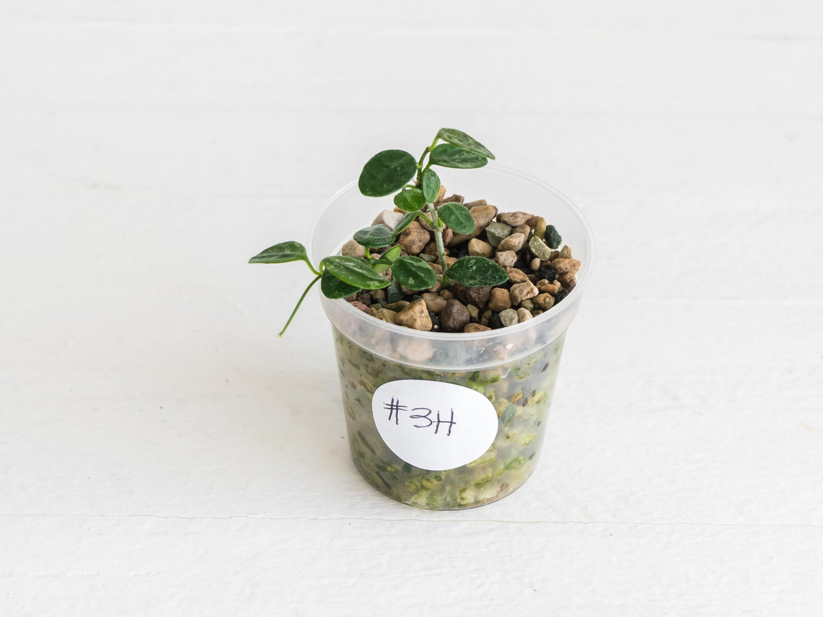 Hoya serpens | 2-Inch