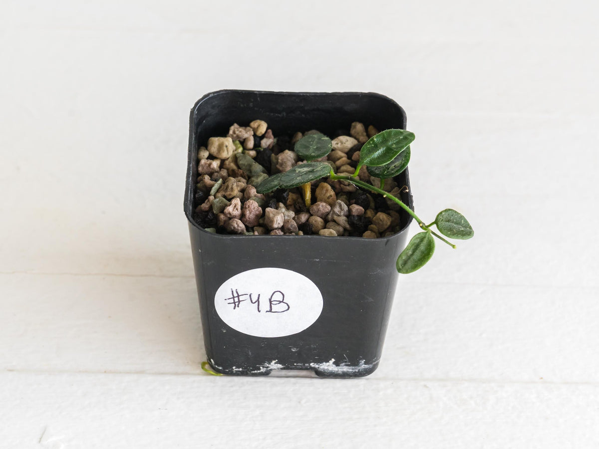 Hoya serpens | 2-Inch