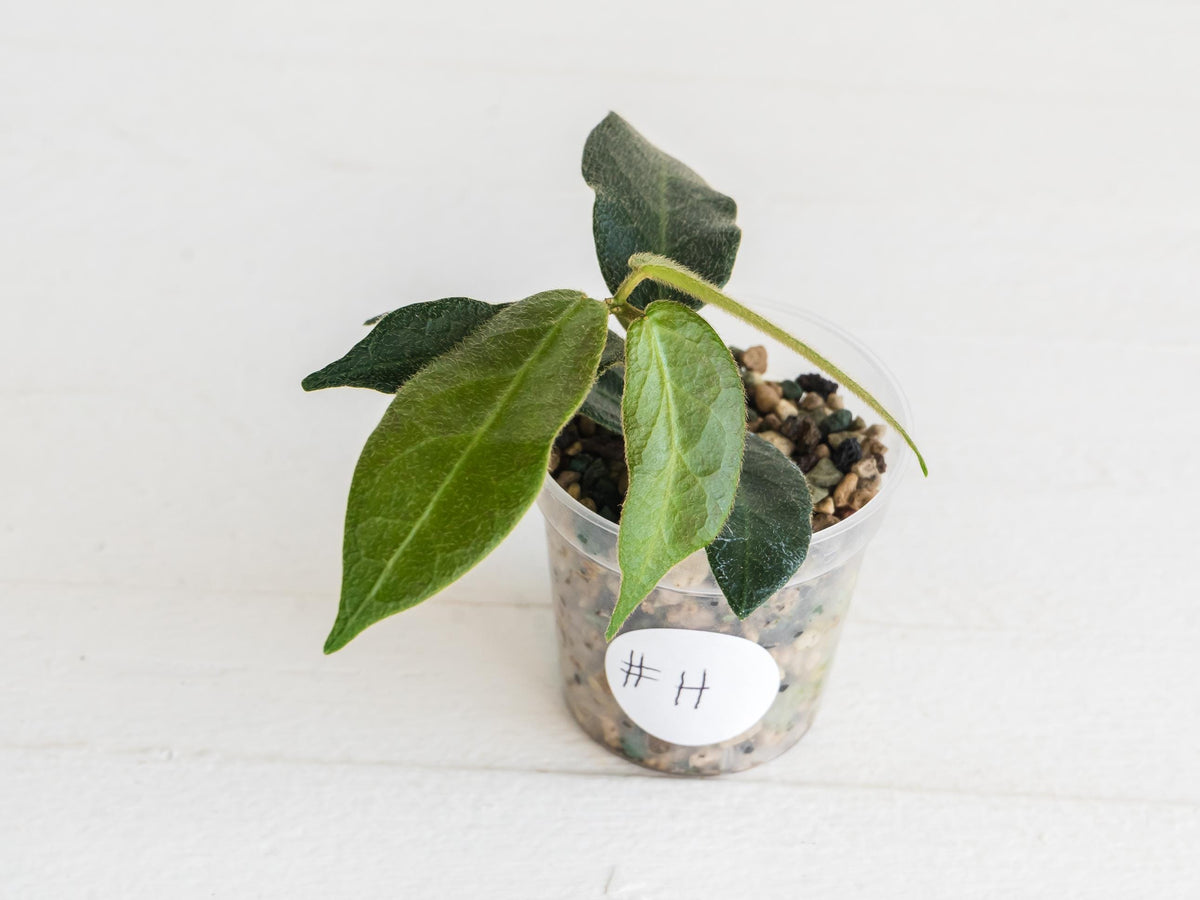 Hoya patella (Pink Flower) IML-1096 | 2-Inch