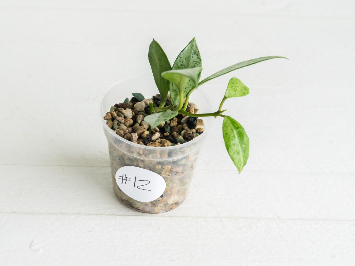 Hoya lacunosa 'Silver Lime' | 2-Inch