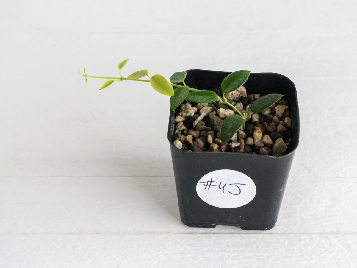 Hoya pulleana (IM-02) | 2-Inch