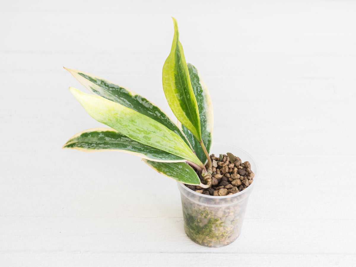 Hoya rangsan (Splash, Albo/Outer Variegated) | 2-Inch