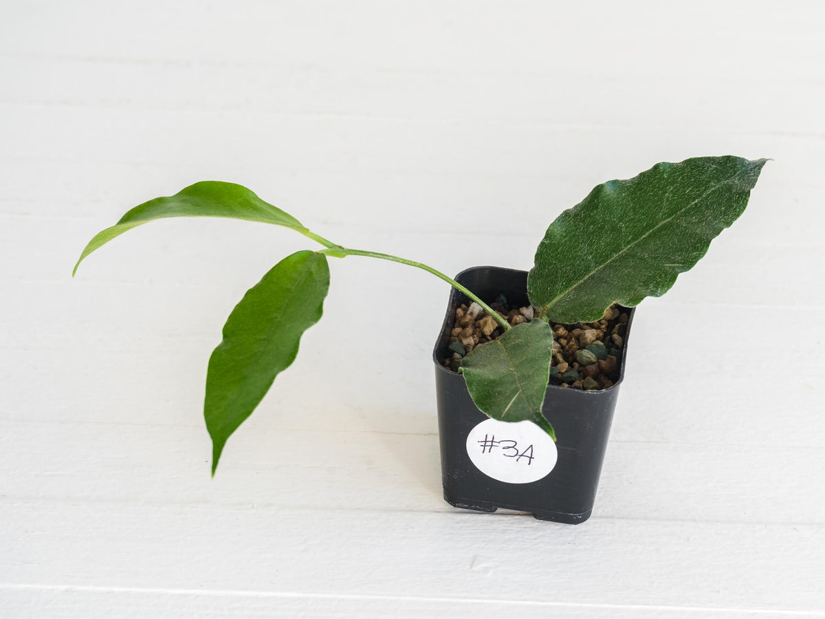 Hoya versteegii | 2-Inch