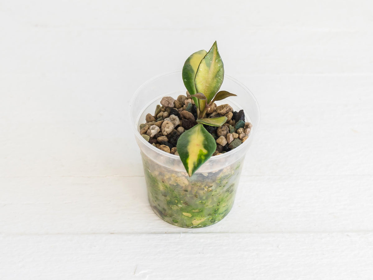 Hoya Bakoensis (Inner Variegated) | 2-Inch