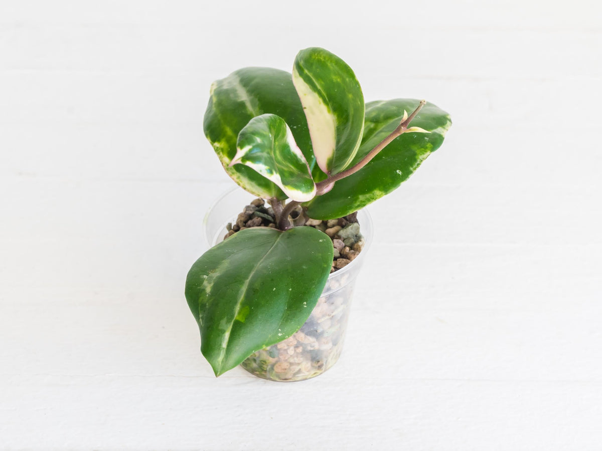 Hoya 'Swiffer's Mirage' (RHM2391-CTH1) | 2-Inch
