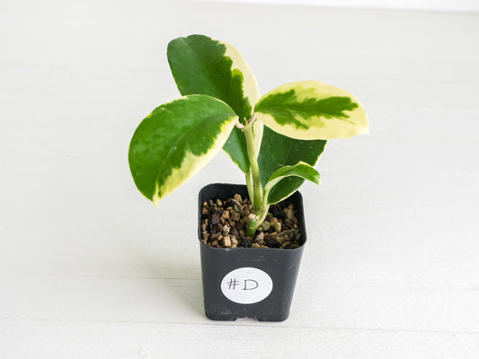 Hoya easo daklak | 2-Inch