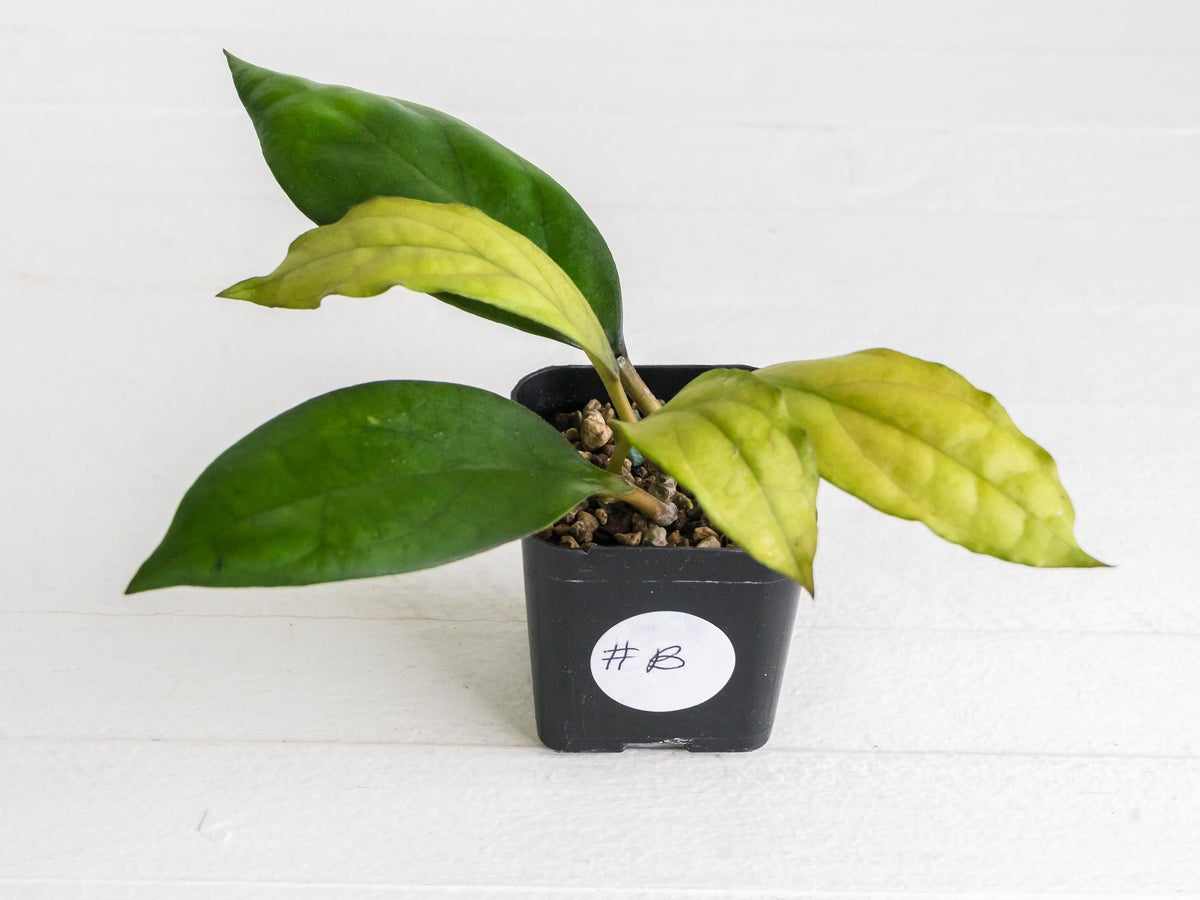 Hoya ‘Mayumi’ (UPT002) | 2-Inch