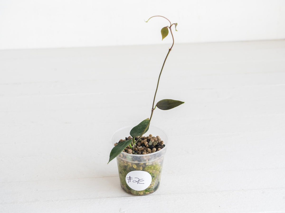 Hoya carrii (NS13-064) | 2-Inch
