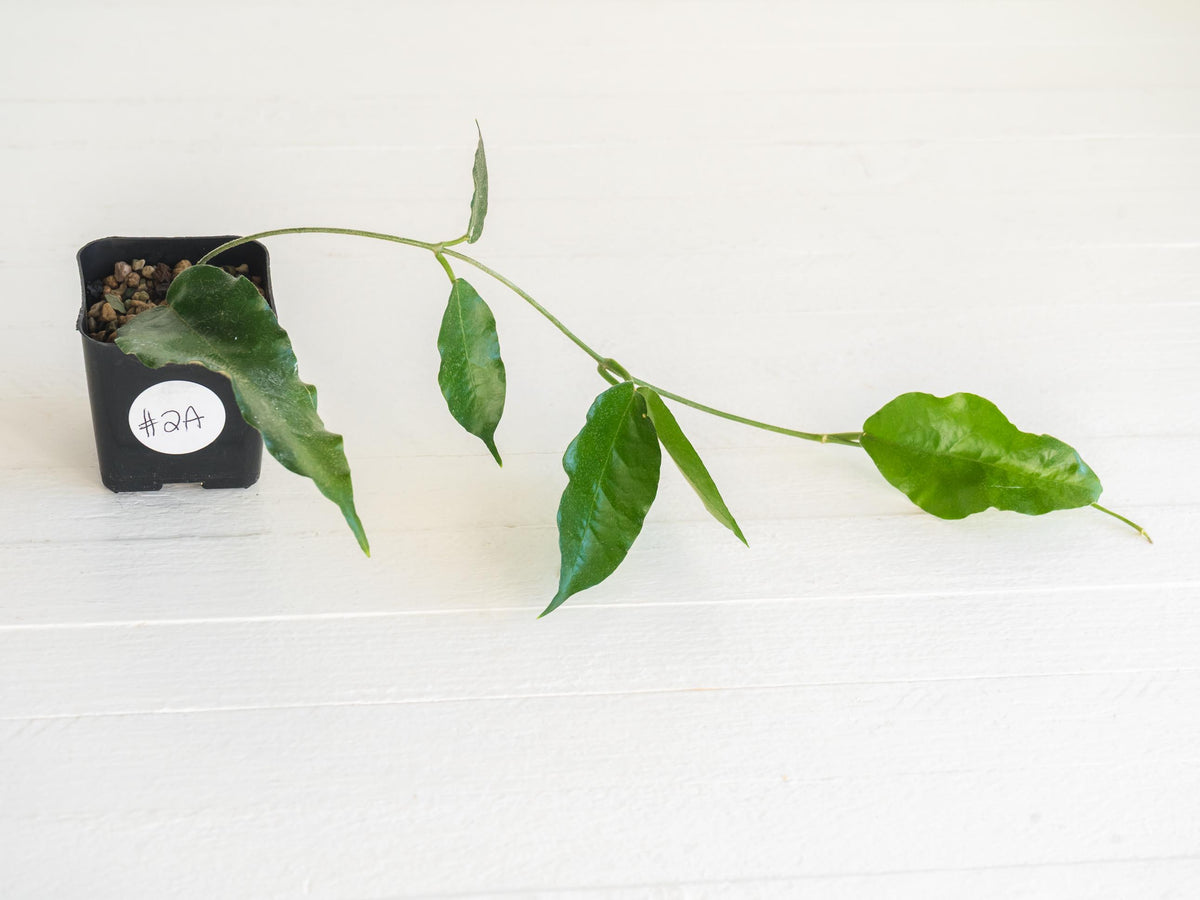 Hoya versteegii | 2-Inch