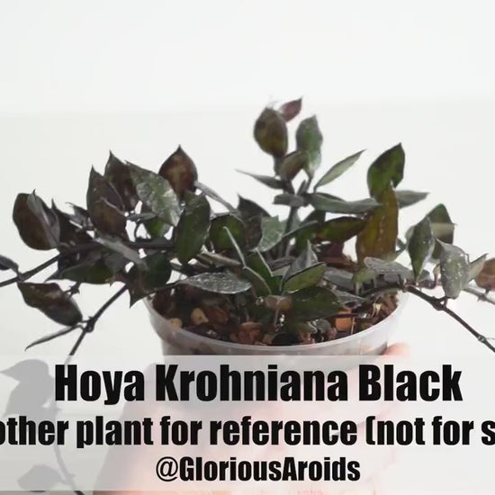 Hoya Krohniana Black | 3-Inch