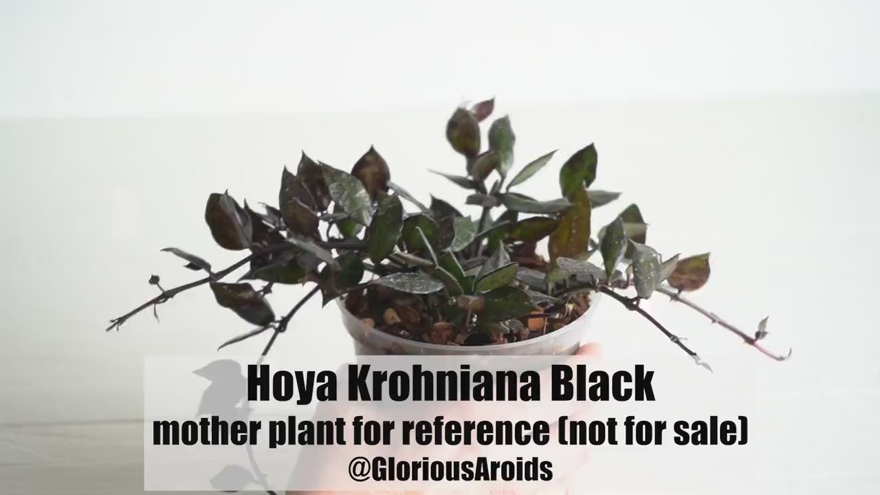 Hoya Krohniana Black | 3-Inch