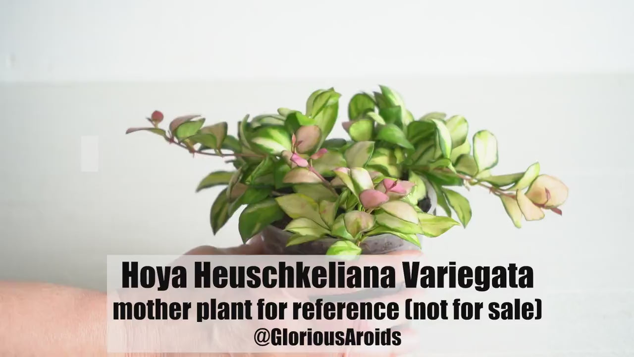 Hoya Heuschkeliana Variegata | Inner Variegated | 2-Inch
