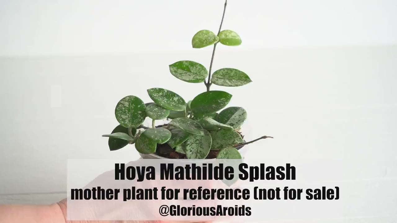 Hoya Mathilde Splash | 3-Inch