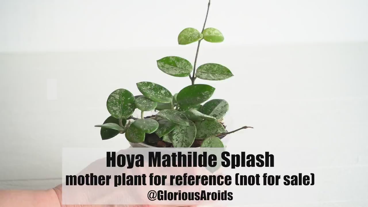 Hoya Mathilde Splash fashion Cutting