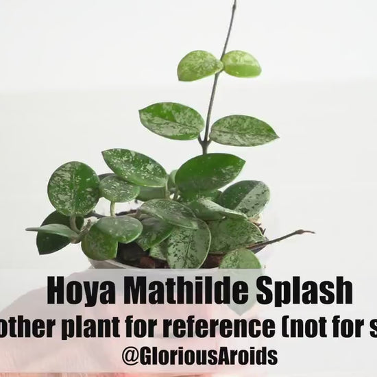 Hoya Mathilde Splash | 2-Inch