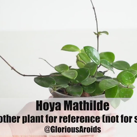 Hoya Mathilde  | 2-Inch | Exact Houseplant | Rooted Cutting with New Growth | Free Heat Pack and Insulation