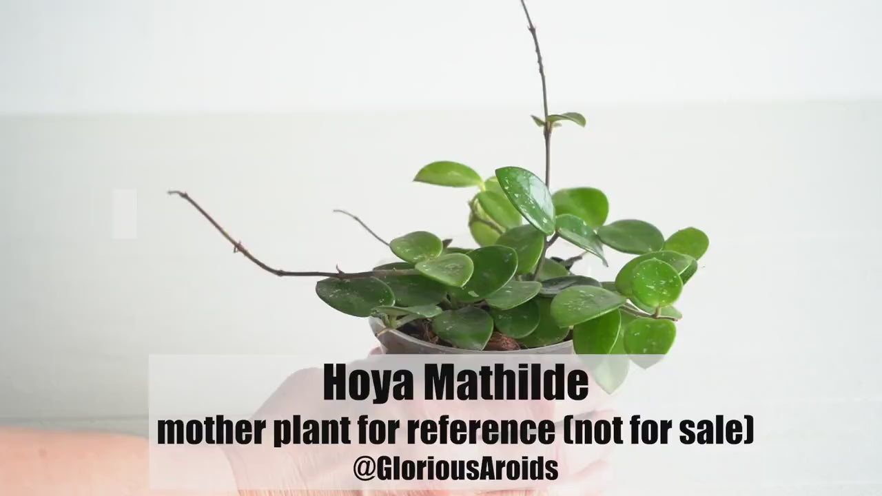 Hoya Mathilde  | 2-Inch | Exact Houseplant | Rooted Cutting with New Growth | Free Heat Pack and Insulation