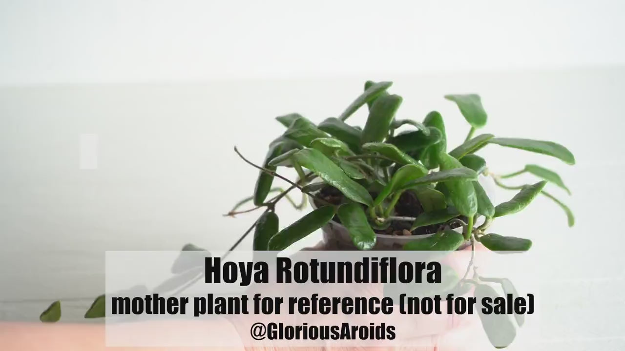 Hoya Rotundiflora | 3-Inch
