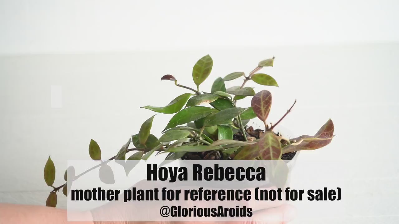 Hoya Rebecca | 3-Inch